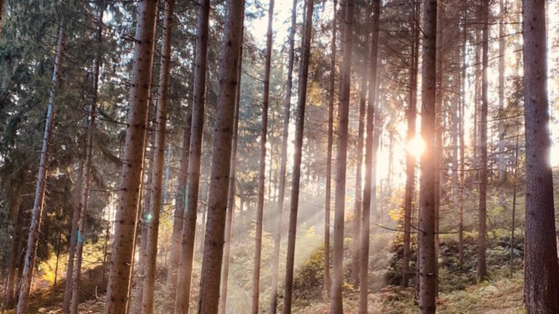 Der Wald ist auf vielfältige Weise mit dem Leben in Kärnten verbunden.